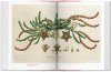 A Garden Eden: Masterpieces of Botanical Illustration [English / French / German]