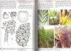 Palmeras Argentinas: Guia para el Reconocimiento [Argentine Palm Trees: Identification Guide]