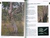 Eucalypts of the Granite Belt