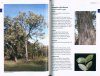 Eucalypts of the Granite Belt