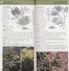 Field Guide to the Native Trees of the ACT