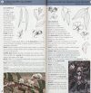 Field Guide to the Native Trees of the ACT