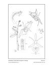 Icones Orchidacearum, Fascicle 18(2)