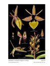 Icones Orchidacearum, Fascicle 19(2)