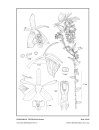 Icones Orchidacearum, Fascicle 19(2)
