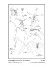 Icones Orchidacearum, Fascicle 19(3)