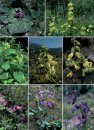 Guide to the Flowers of Western China