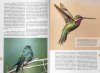Picaflores en Argentina y Sudamérica: Historia Natural y Biodiversidad [Hummingbirds in Argentina and South America: Natural History and Biodiversity]