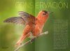 Picaflores en Argentina y Sudamérica: Historia Natural y Biodiversidad [Hummingbirds in Argentina and South America: Natural History and Biodiversity]