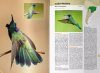 Picaflores en Argentina y Sudamérica: Historia Natural y Biodiversidad [Hummingbirds in Argentina and South America: Natural History and Biodiversity]