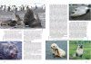 Mamíferos Acuáticos de Sudamérica y Antártida [Marine Mammals of South America and Antarctica]