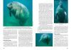 Mamíferos Acuáticos de Sudamérica y Antártida [Marine Mammals of South America and Antarctica]