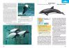 Mamíferos Acuáticos de Sudamérica y Antártida [Marine Mammals of South America and Antarctica]