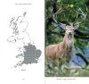 Field Guide to British Deer
