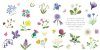 The Little Guide to Wildflowers