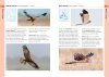 RSPB Birds of the British Isles