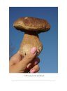 Fungi of Aotearoa