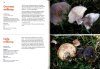 Fungi of Aotearoa