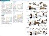 The CNG Field Guide to the Birds of China [Chinese]