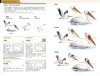 The CNG Field Guide to the Birds of China [Chinese]