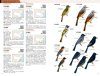 The CNG Field Guide to the Birds of China [Chinese]