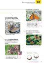 Die Tagfalter Deutschlands und Osterreichs [The Butterflies of Germany and Austria]