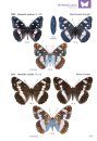Die Tagfalter Deutschlands und Osterreichs [The Butterflies of Germany and Austria]