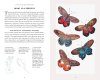 The Little Book of Butterflies