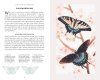 The Little Book of Butterflies