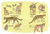 Wildlife Anatomy
