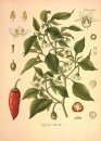 The History and Natural History of Spices
