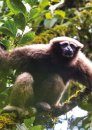 Primates in Peril: The World's 25 Most Endangered Primates 2018-2020