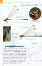 Dragonflies of Japan [Japanese]