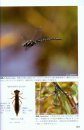 Dragonflies of Japan [Japanese]