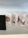 Accordion Books: Fox