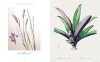 The Botanical Artist