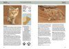 Field Guide to the Mammals of Oman