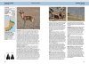 Field Guide to the Mammals of Oman