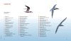 The 100 Best Birdwatching Sites in Australia