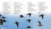 The 100 Best Birdwatching Sites in Australia