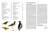 A Field Guide to the Birds of Singapore