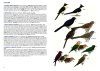 A Field Guide to the Birds of Singapore