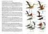 A Field Guide to the Birds of Singapore