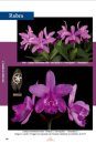 Uma Coleção de Orquídeas – Cattleya, Espécies Bifoliadas Brasileiras, Volume 3 [A Collection of Orchids – Cattleya, Brazilian Bifoliate Species, Volume 3]