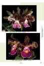 Uma Coleção de Orquídeas – Cattleya, Espécies Bifoliadas Brasileiras, Volume 4 [A Collection of Orchids – Cattleya, Brazilian Bifoliate Species, Volume 4]