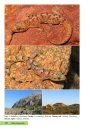 The Reptiles of the Limpopo Province and Kruger National Park