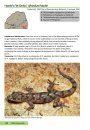 The Reptiles of the Limpopo Province and Kruger National Park