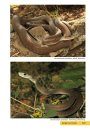 The Reptiles of the Limpopo Province and Kruger National Park