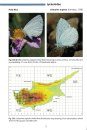 Field Guide to the Butterflies of Cyprus with Distribution Maps