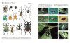 The Most Beautiful Photographs of Beetles [Japanese]